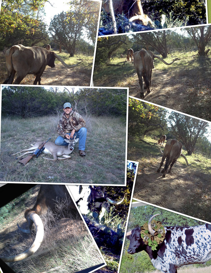 colage longhorns Buck